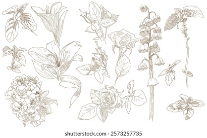 Flowers and leaves set flower bud graphic monochrome drawing botany herbarium vector illustration