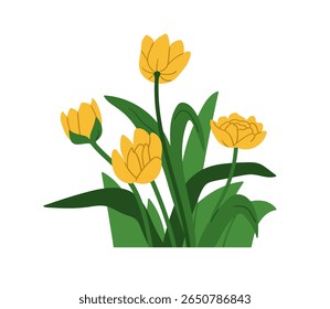 Flowers with leaves, tulip blossoms. Blooming garden plants, stems and leaf. Spring floral buds with beautiful gorgeous gentle petals. Botanical flat vector illustration isolated on white background