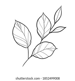 Flowers leaves vector illustration line work