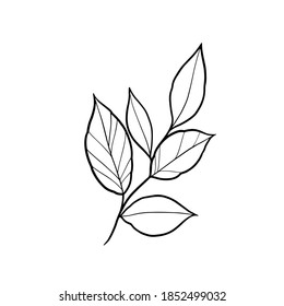 Flowers Leaves Vector Illustration Line Work