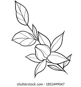 Flowers Leaves Vector Illustration Line Work