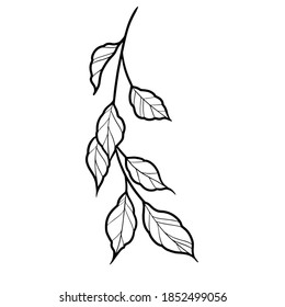 Flowers Leaves Vector Illustration Line Work