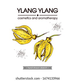 Flowers and leaves of ylang-ylang. Detailed hand-drawn sketches, vector botanical illustration.   