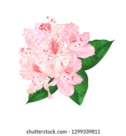 Flowers light pink rhododendron   with  leaves on a white background vintage  vector illustration editable hand draw