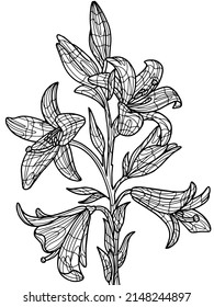 Flores de lilio. Ilustración de objeto aislado sobre un fondo blanco. Estilo zen-enmarañado. Dibujo manual