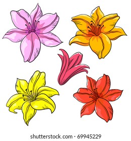 Flores de lirio, aislado, conjunto