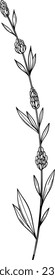 Flowers line art, Floral elements, Grass line art