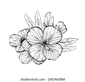 Flowers in line art style. Black and white line illustration. Vector flower isolated on white. Oenothera speciosa is a species of evening primrose.