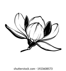 Flores en línea de estilo artístico. Ilustración de línea blanca y negra. Flor vectorial aislada en blanco. Flor de magnolia.