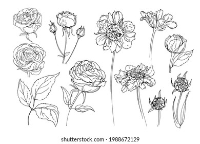 Flowers line drawn on a white background. Vector sketch of flowers. Roses, Scabious