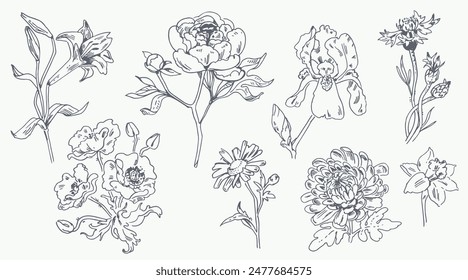 Flowers. Linear drawing. Peony, Chamomile, Chrysanthemum, Poppy, Lily, Narcissus, Iris. Isolated on white background. Set. Vector illustration