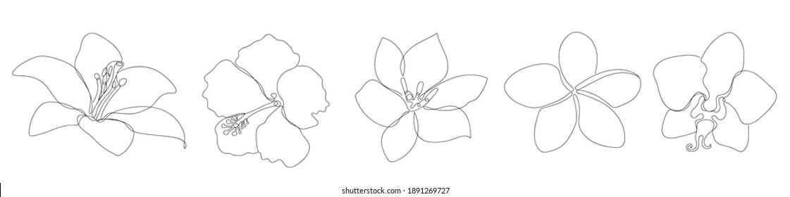 Flowers In A Linear Style Isolated On White.