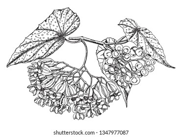 Flowers look brighter in cluster, they separately growing on branch. A heart shaped leaves, white dots on the leaves, vintage line drawing or engraving illustration.