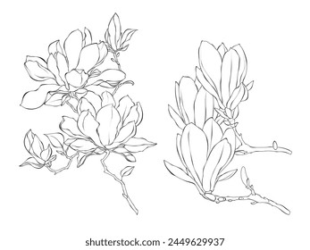 Flowers Magnolie line art outline vector illustration on white background