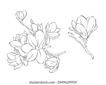 Flowers Magnolie line art outline vector illustration on white background