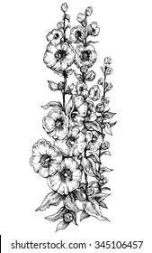 Flowers mallow - hand drawn vector illustration, stylized as engraving, isolated on white