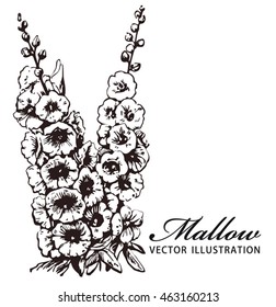 Flowers mallow - hand drawn vector illustration, stylized as engraving, isolated on white. 