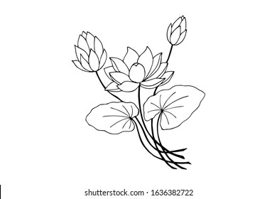 flowers of marsh, water lily. eps10 vector stock illustration. out line