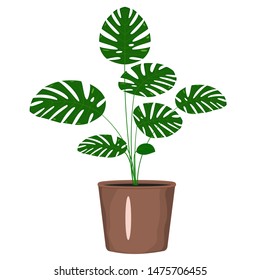 Flowers of monstera in a pot on white background isolated flat image