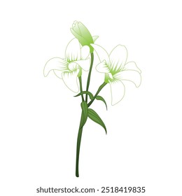 Flowers For Mother's Day, lily flower, illustration with white background