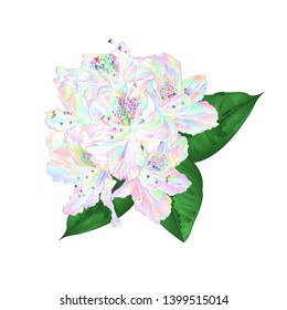 Flowers multi colored rhododendron   with  leaves on a white background vintage  vector illustration editable hand draw