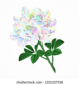 Flowers multicolored twig rhododendrons  mountain shrub on a white background vintage vector illustration editable hand draw