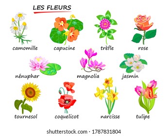 THE FLOWERS. Names of flowers in French. Set of illustrations for encyclopedia or for kids school textbook. Educational page for children to study French language and words. Hand-drawn vector.