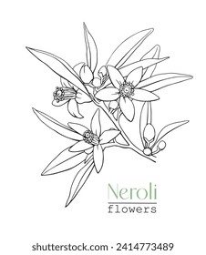 Flowers Neroli Citrus branch. Line art Hand drawn vector botanical illustration for design logo brending. Cosmetic, perfumery and medicinal plant	