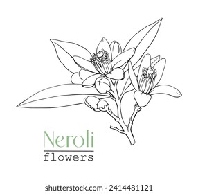 Flowers Neroli Citrus twig. Line art Hand drawn vector botanical illustration. Cosmetic, perfumery and medicinal plant