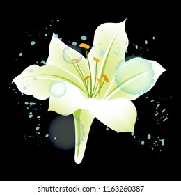 Flowers on Black Background. Name is "Murraya paniculata"