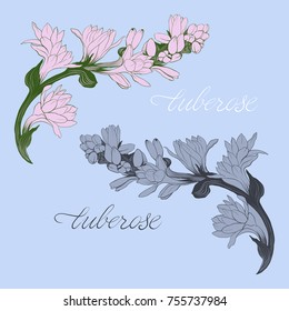 Flowers on a branch of tuberose - vector Image. Medicinal, perfumery and cosmetic plants. Wallpaper. Use printed materials, signs, posters, postcards, packaging. 