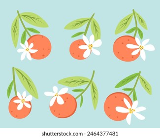 flowers of orange, branches with orange fruit and leaves. Vector Illustration for printing, backgrounds and packaging. Image can be used for cards, posters and textile. Isolated on white background.