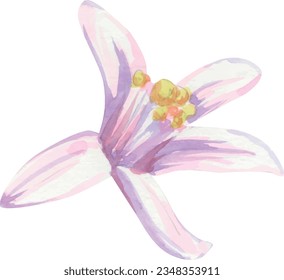 Flowers of orange, lemon, citrus twig vector watercolor. Pink flower illustration.