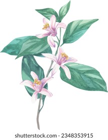 Flowers of orange, lemon, citrus twig vector watercolor. Pink flower illustration.