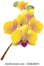 flowers of an orchid