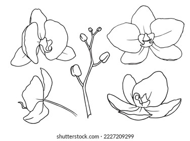 Flowers Orchid Phalaenopsis. Vector hand drawn floral illustration of tropical plant in line art style. Outline sketch in black and white colors on isolated background. Botanical contour drawing.