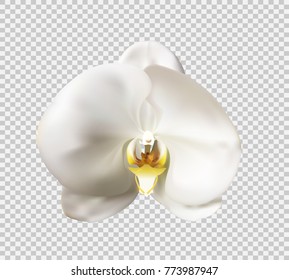 Flowers of the Orchid White Vector Illustration. EPS10