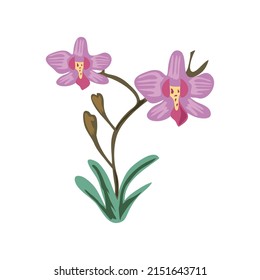 flowers orchids decoration icon isolated