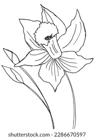 Flowers outline illustration vector image  Hand drawn flower sketch image artwork  Simple original logo icon from pen drawing sketch 