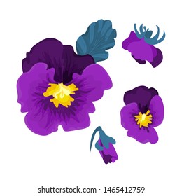 

Flowers pansies on a white background.