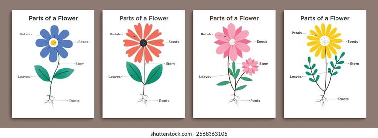 Flowers parts diagram clipart poster set. Flower anatomy clip art with petals, seeds, stem, leaves and roots infographic drawing collection. Vector illustration floral plants diagram design. 
