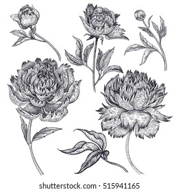 Flowers peonies isolated on white background. Vector illustration vintage engraving style. For floral ornament, congratulations, invitations, wedding design, phone cases, clothing decoration, fashion