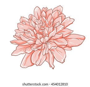 flowers peonies vector illustration 