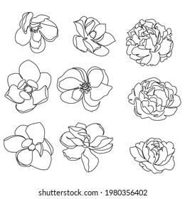 Flowers peony and magnolia one line art vector. Botanical line drawing minimalist
