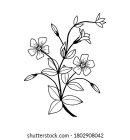 Flowers Periwinkle. Vector stock illustration eps10. Hand drawing. Outline. On a white background