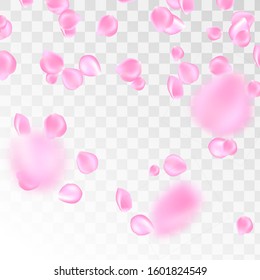 Flowers petals falling on vector transparent background. Wedding, Valentine or Women day pink floral blossoms flying in wind whirl backdrop