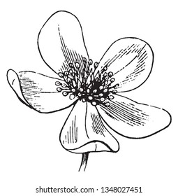 Los pétalos de flores son como la hoja, el pétalo florido generalmente dispuesto en un círculo alrededor de la parte superior de la flor, hay mucho polen en el interior, dibujo vintage de líneas o ilustración grabadora.