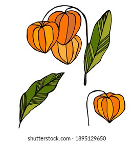 The flowers of physalis are bright orange with green leaves.