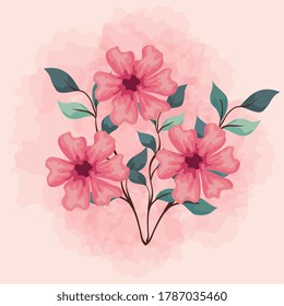 flowers pink color, branches with leaves, nature decoration vector illustration design