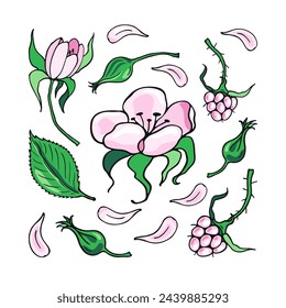 Flowers of Pink Raspberriy. Color berries. Design of candies and sweet dessert . Vector illustration.